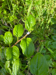 krumpianking, CC BY, iNaturalist via GBIF Hackelia latifolia, photograph krumpianking, CC BY, iNaturalist via GBIF