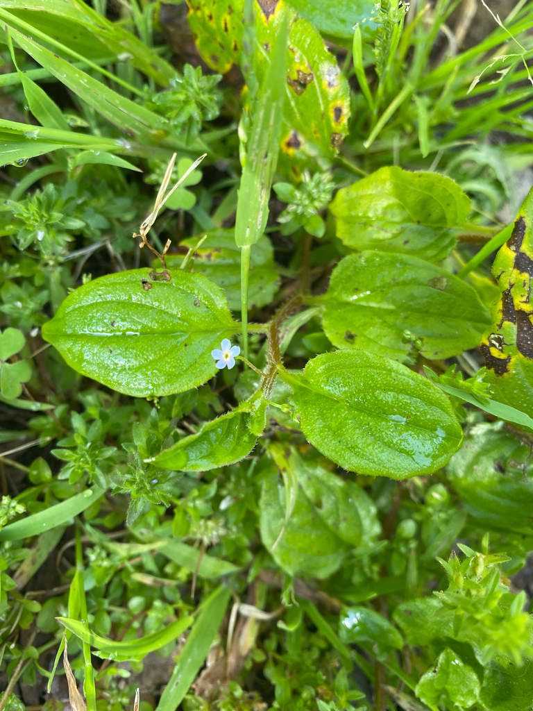 Hackelia latifolia; photograph krumpianking, CC BY, iNaturalist via GBIF