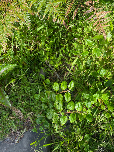 Hackelia latifolia, photograph 2