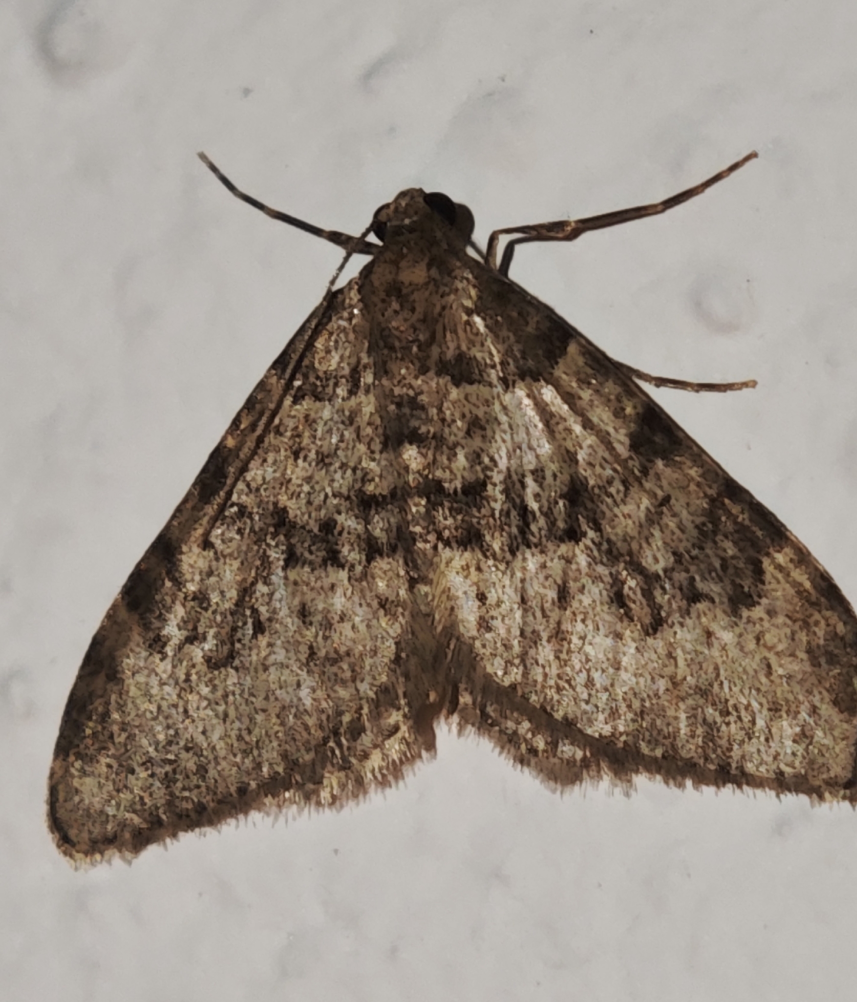 Nebula ibericata