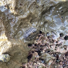 Chiton stokesii