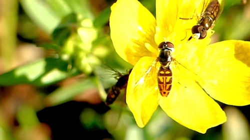 Unknown species found near Centerton, AR 72719, USA