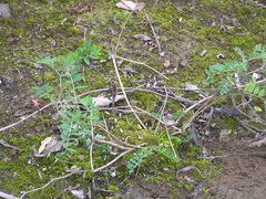 Astragalus schelichowii