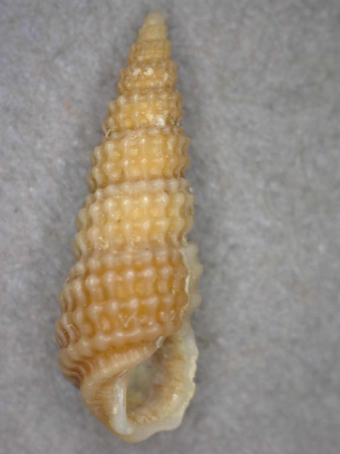Peristichia