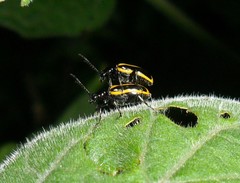Lema confusa virgata