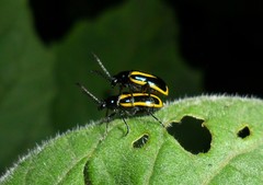 Lema confusa virgata
