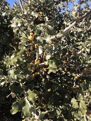 Cerococcus quercus