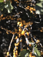 Cerococcus quercus