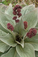 Pleurophyllum hookeri