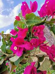 Bougainvillea