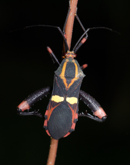 Schaeferocoris ecuadorensis
