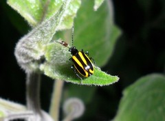 Lema confusa virgata