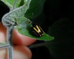 Lema confusa virgata
