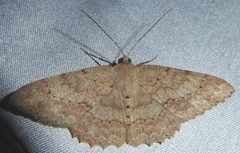 Luxiaria emphatica
