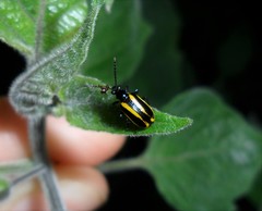 Lema confusa virgata