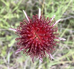 Isostigma peucedanifolium