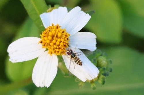 Unknown species found near New Smyrna Beach, FL 32169, USA