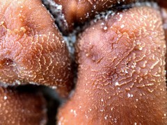 Laccaria maritima