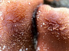 Laccaria maritima