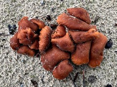 Laccaria maritima