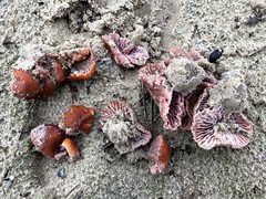 Laccaria maritima