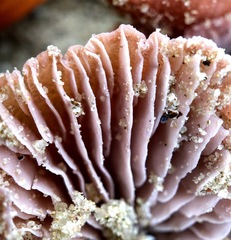 Laccaria maritima