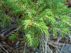 Juniperus communis kelleyi