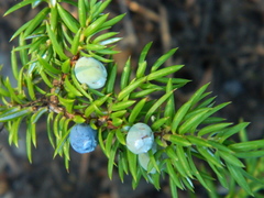 Juniperus communis kelleyi
