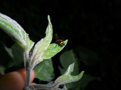 Lema confusa virgata