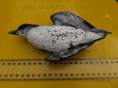 Pelecanoides urinatrix