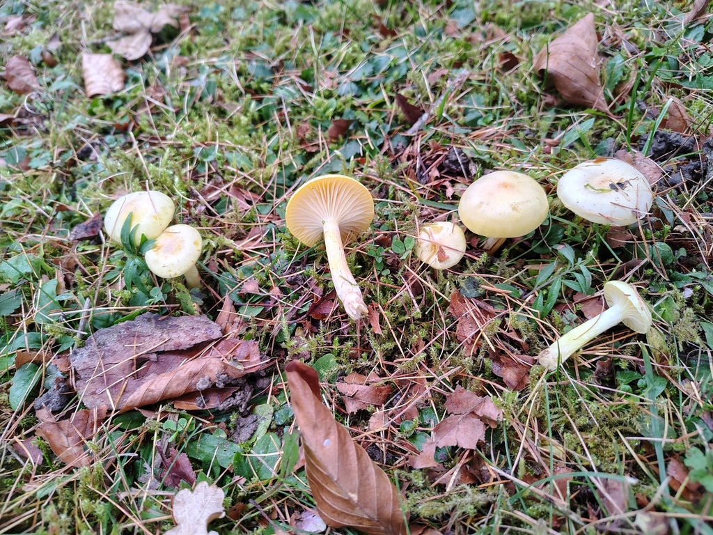 Hygrophorus lucorum · November 2025 · photo: © vuikaan (iNaturalist, cc-by)
