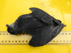 Pelecanoides urinatrix