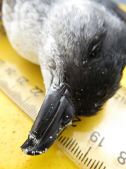 Pelecanoides urinatrix