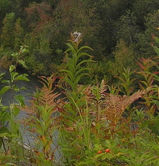 Pteridium latiusculum japonicum