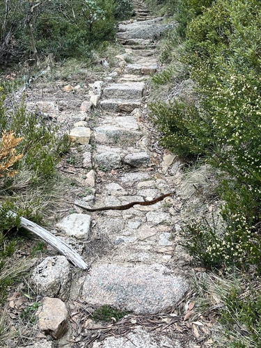 Tiger Snake sighting