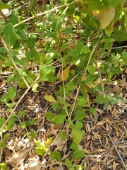 Tetragonia implexicoma