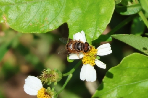 Unknown species found near New Smyrna Beach, FL 32169, USA