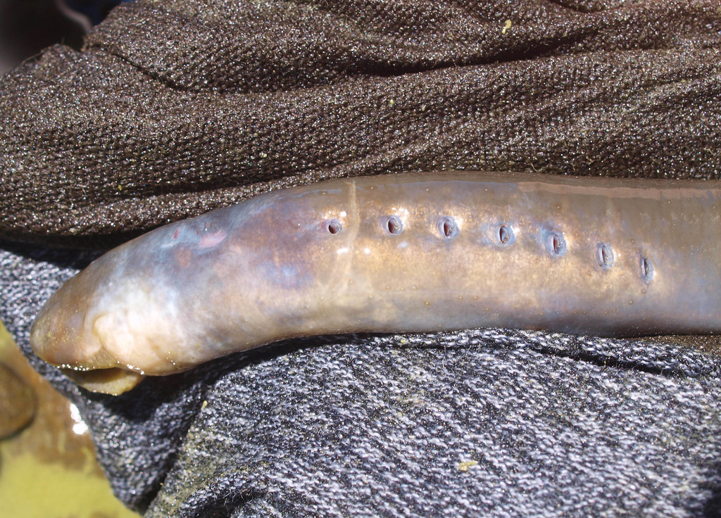 Southern Lampreys