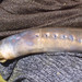 Southern Lampreys - Photo (c) Mike Lusk, some rights reserved (CC BY-NC), uploaded by Mike Lusk