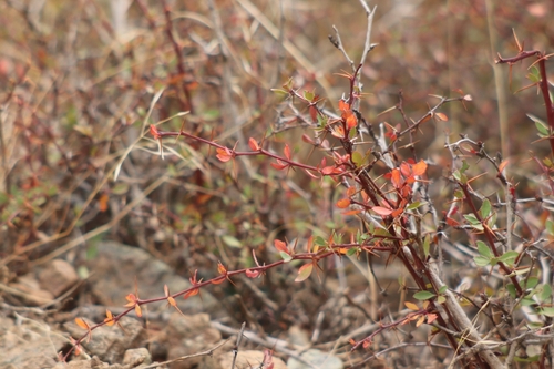 Berberis cretica (Berberis cretica)