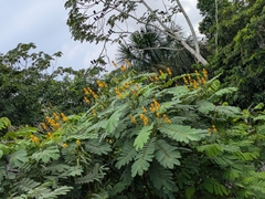 Senna reticulata, photograph (c) portioid, some rights reserved (CC BY)