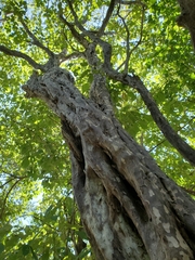 Guettarda macrosperma