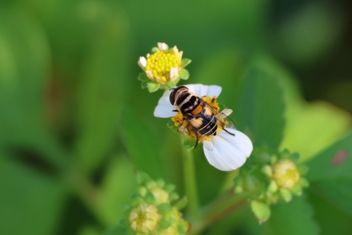 Unknown species found near New Smyrna Beach, FL 32169, USA