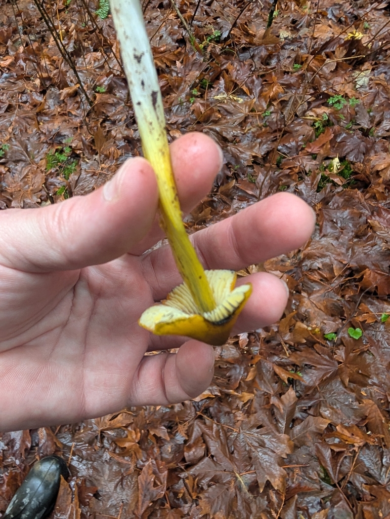 Hygrocybe sp. 'BC03'