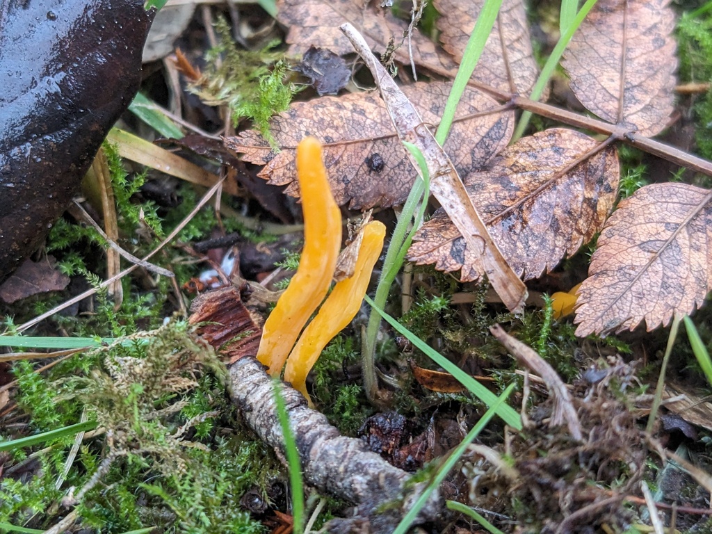 Clavulinopsis helvola · November 2025 · photo: © swiftyak (iNaturalist, cc-by)
