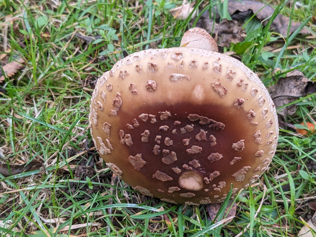 Amanita rubescens · November 2025 · photo: © swiftyak (iNaturalist, cc-by)