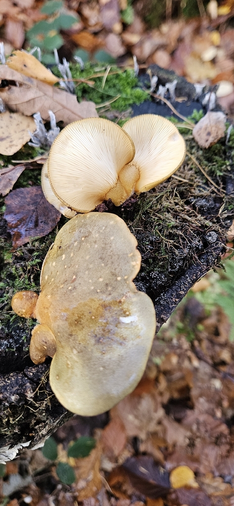 Sarcomyxa serotina · November 2025 · photo: © run4 (iNaturalist, cc-by)