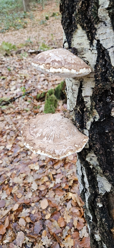 Fomitopsis betulina · November 2025 · photo: © run4 (iNaturalist, cc-by)