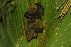 Cynopterus sphinx
