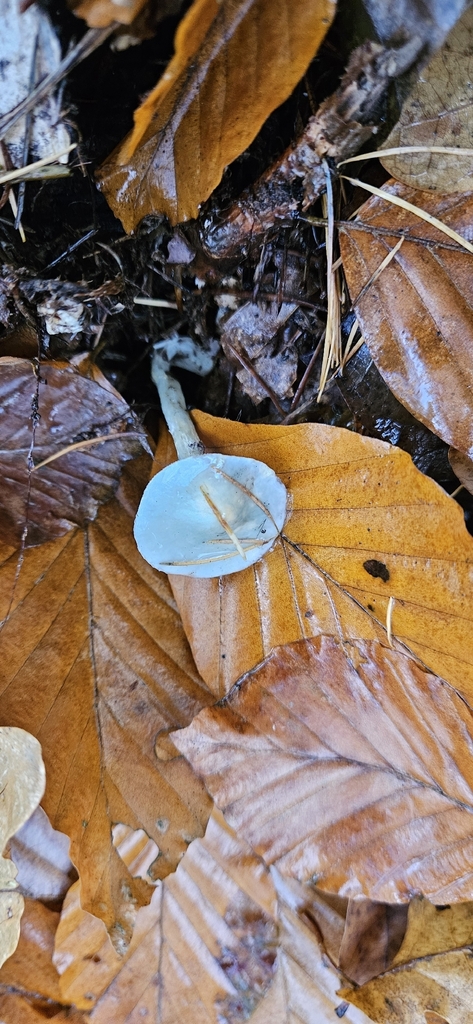 Stropharia caerulea · November 2025 · photo: © run4 (iNaturalist, cc-by)